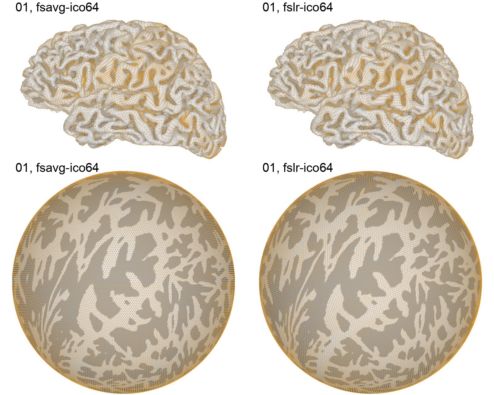 Distribution of cortical vertices on different surface templates