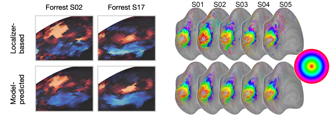 Predicted versus localizer-based face-selectivity and eccentricity maps
