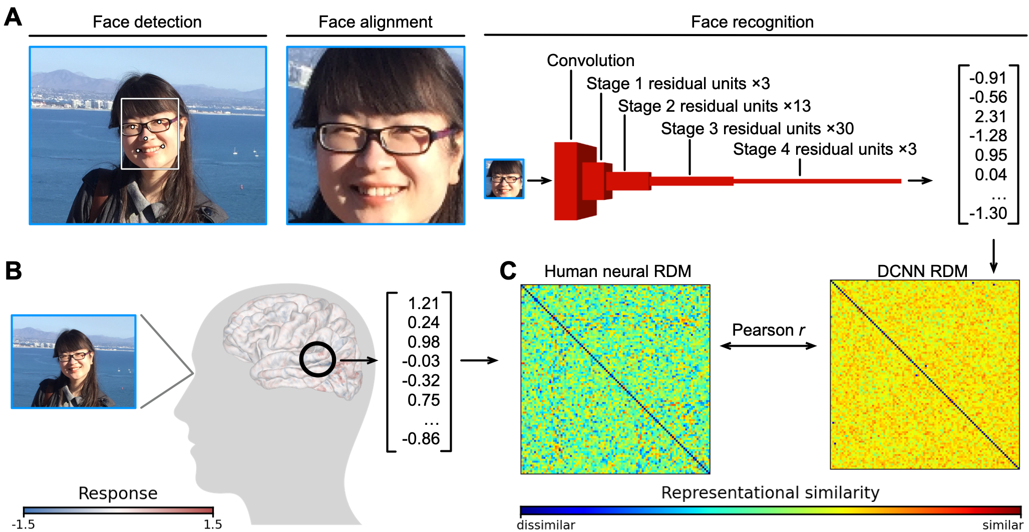 Comparison between human brain and DNN representations
