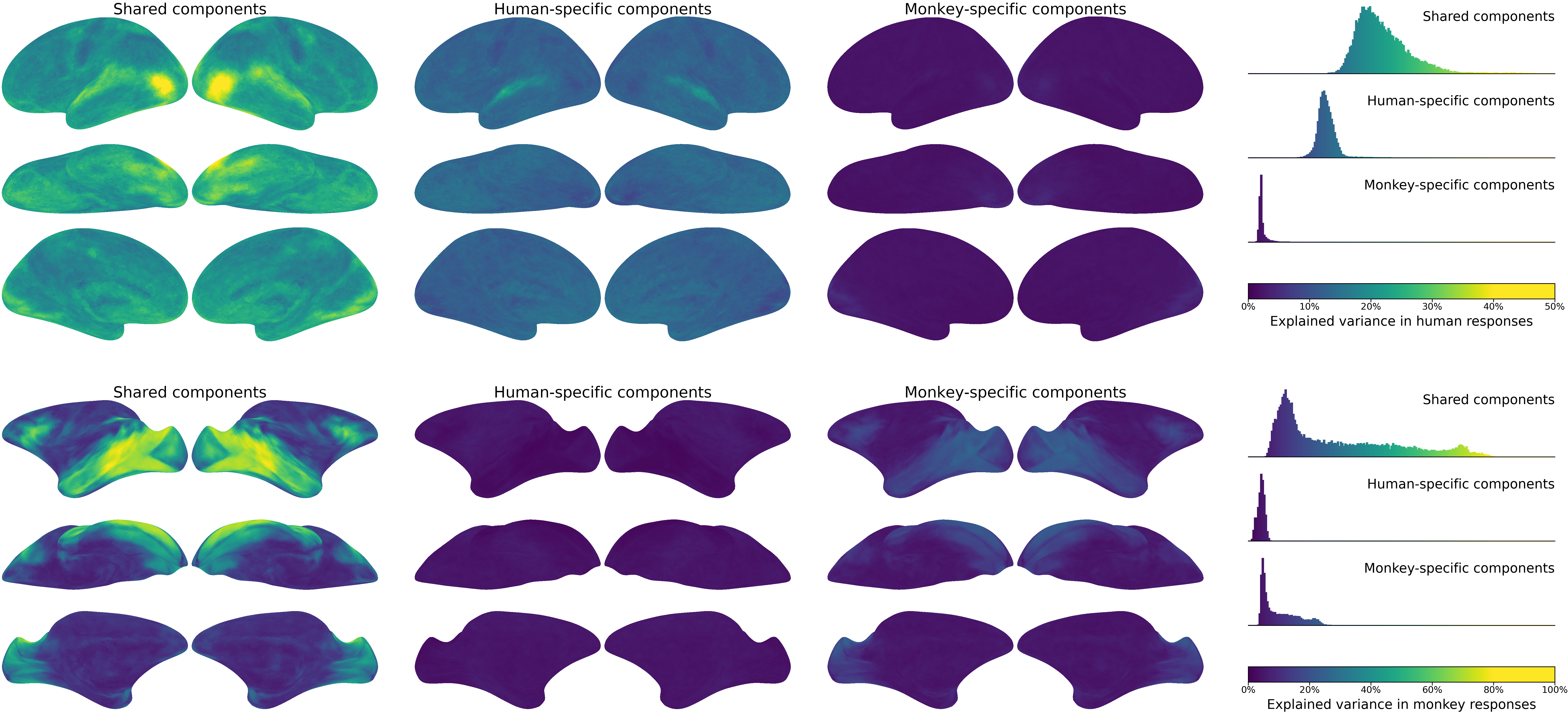 Shared and species-specific neural responses in humans and monkeys