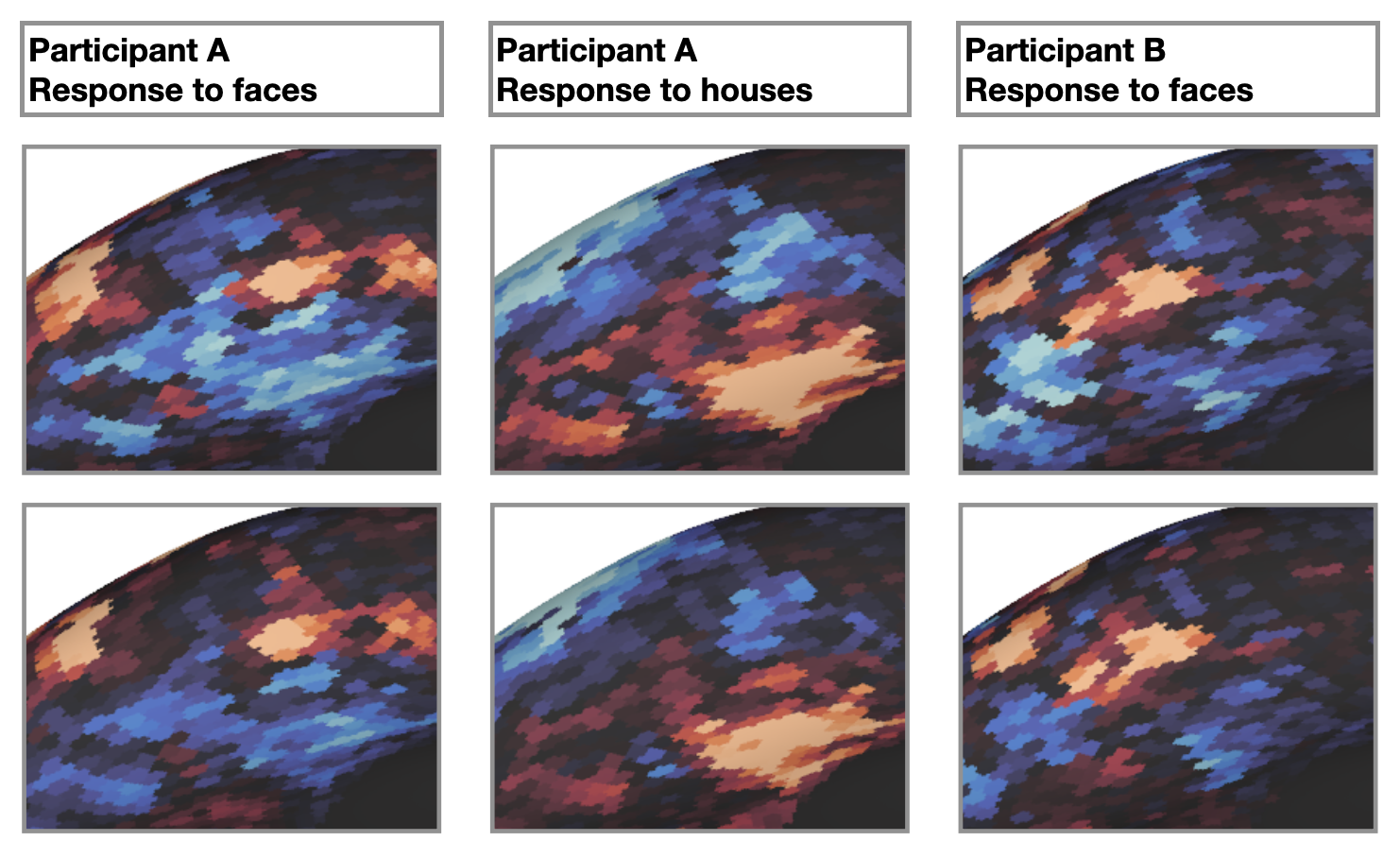 Response patterns to the same stimulus differ across brains